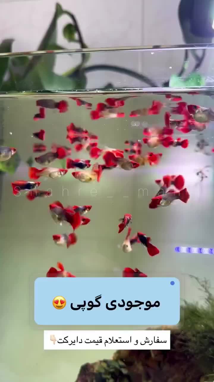 انواع ماهی آکواریومی گوپی وارداتی کمیاب|ماهی|شیراز, جانبازان|دیوار