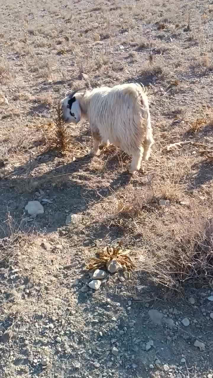 بزغاله درجه یک تخم دار افغان|حیوانات مزرعه|خرقان, |دیوار