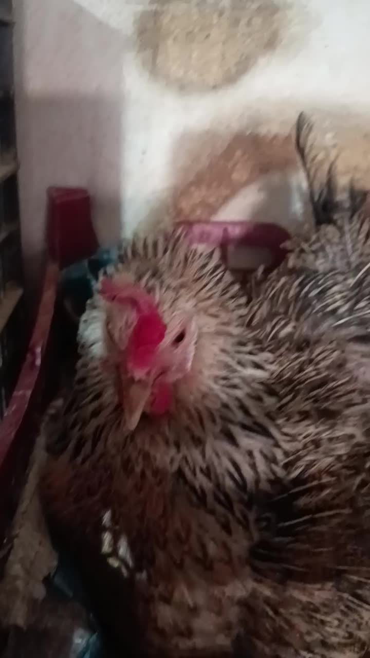 مرغ و خروس|حیوانات مزرعه|مسجد سلیمان, |دیوار