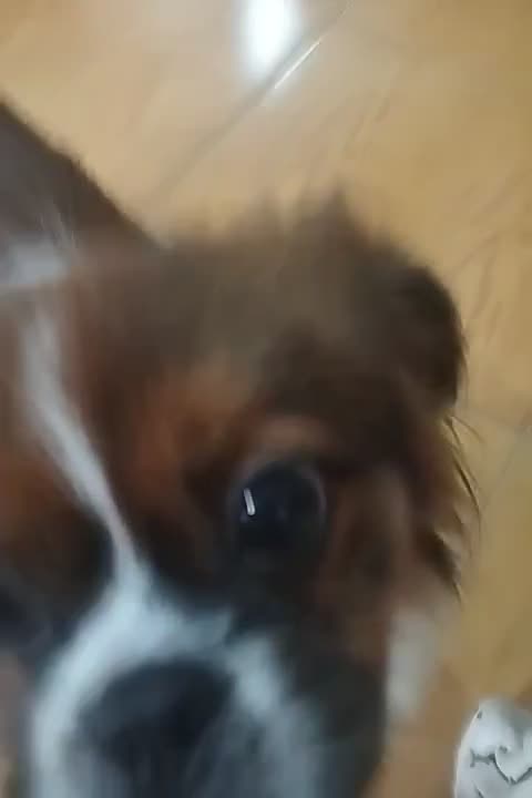 سگ نژاد پیکینیز|سگ|آستارا, |دیوار