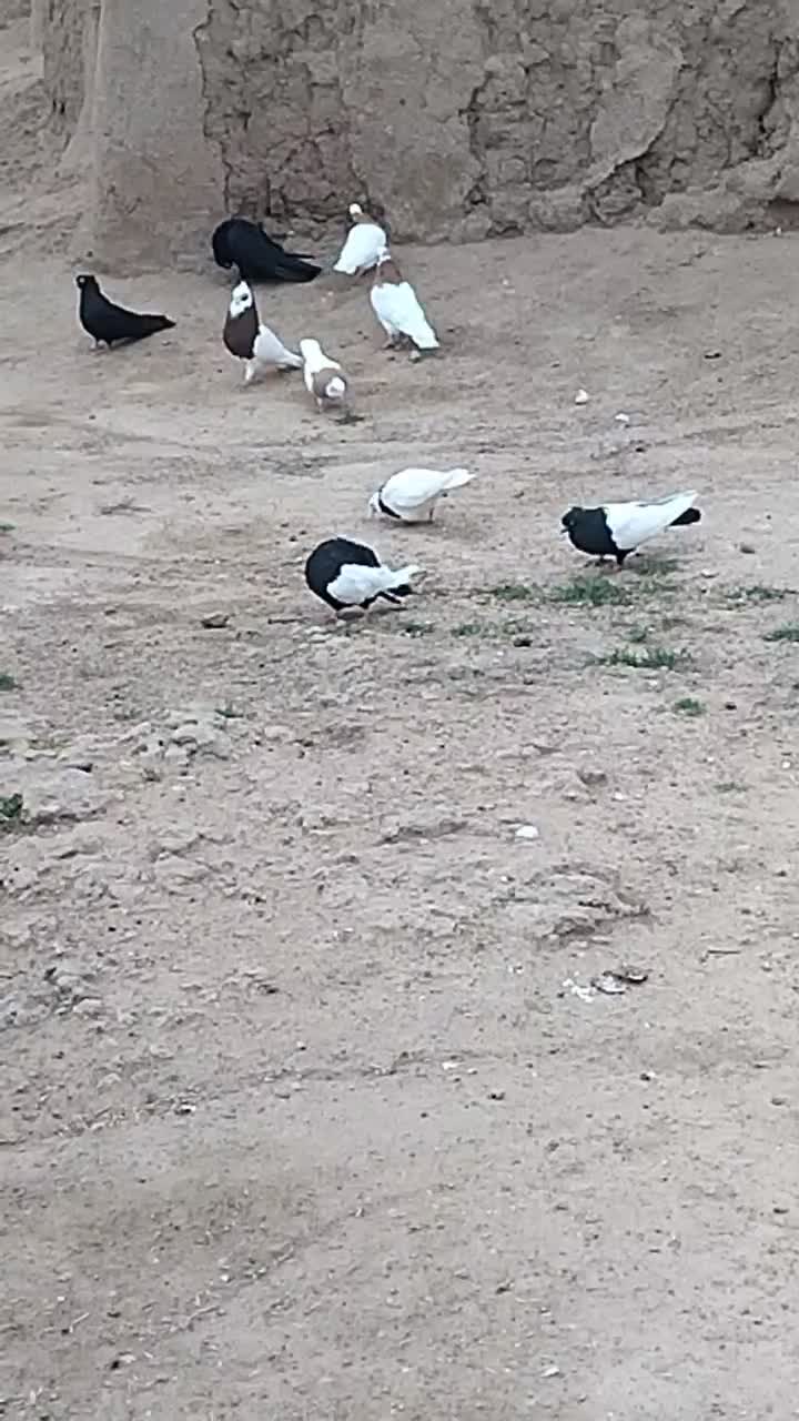کبوتر|پرنده|باروق, |دیوار
