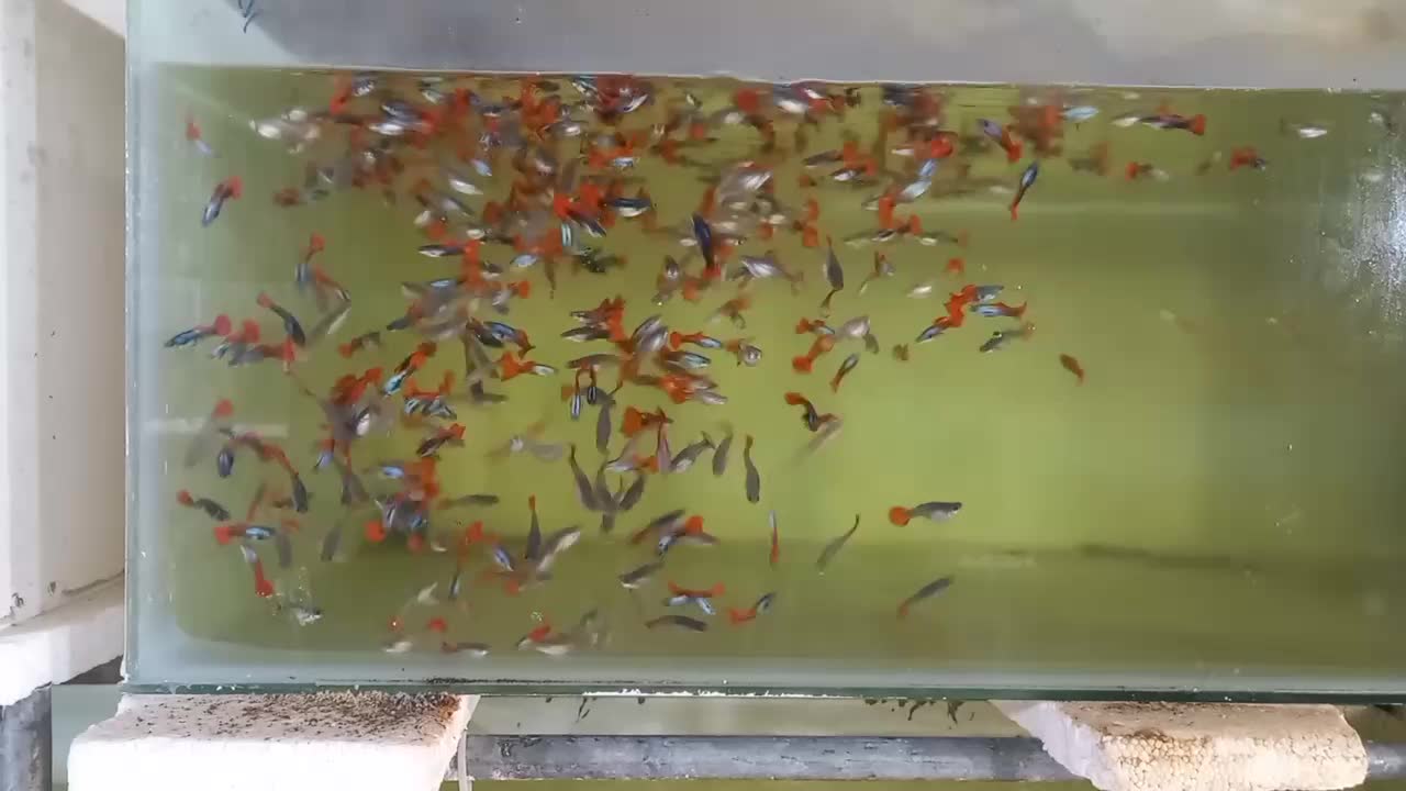 ماهی گوپی|ماهی|کرج, کوی کارمندان شمالی|دیوار