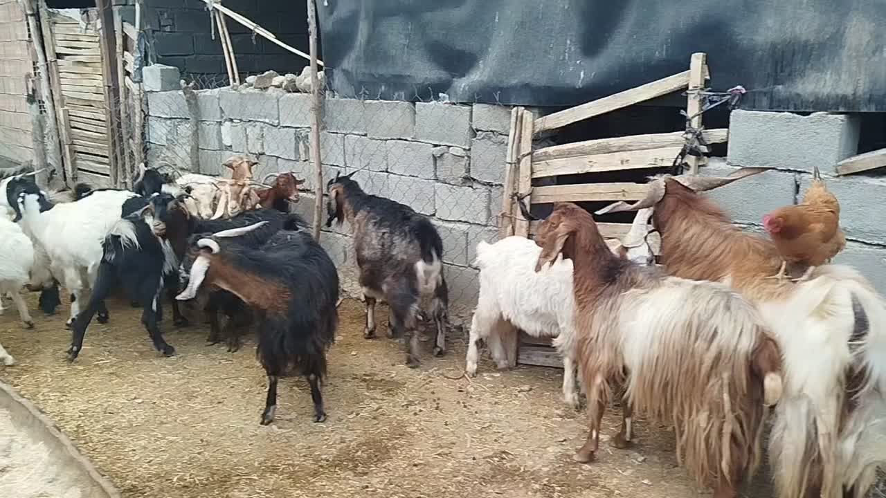 فروش بزه یک سابرین|حیوانات مزرعه|دره شهر, |دیوار