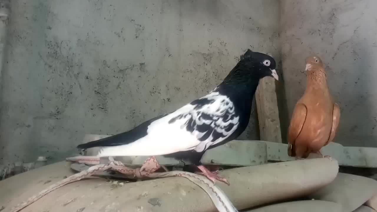 سینه سیاه|پرنده|مسجد سلیمان, |دیوار