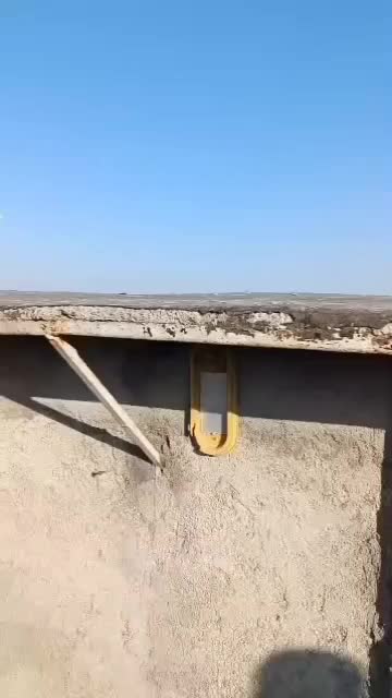 کبوتر|پرنده|قوچان, |دیوار