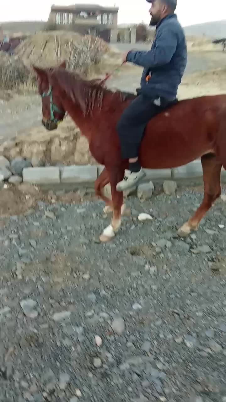 اسب قدبلند۵ساله|اسب و تجهیزات اسب‌سواری|ارومیه, |دیوار