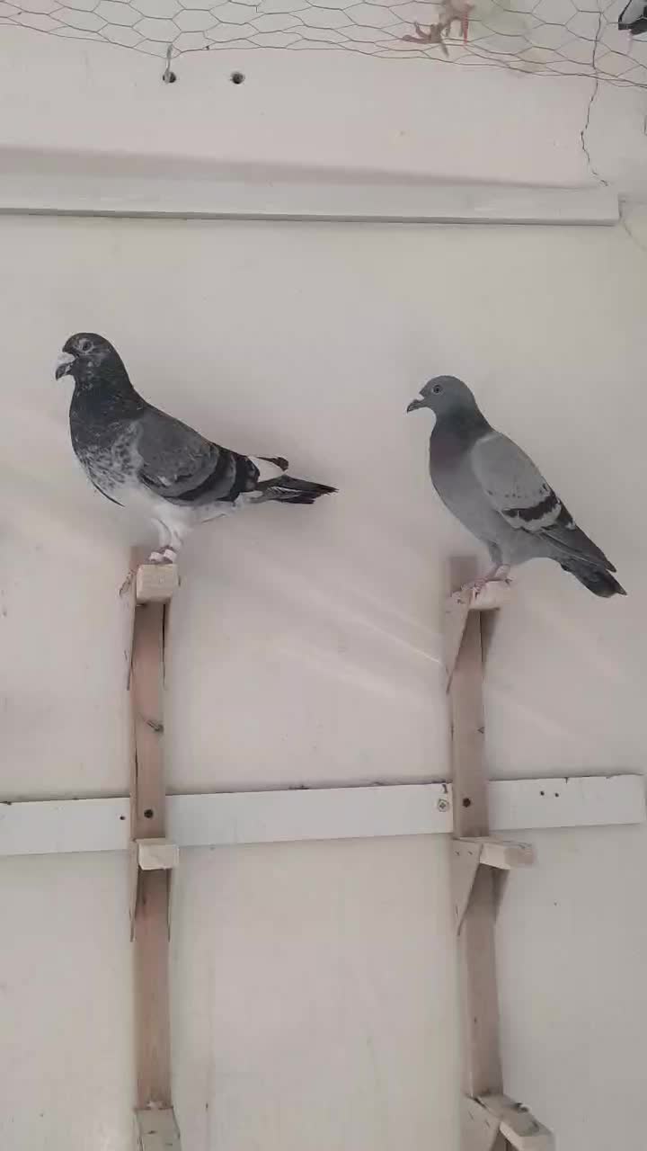 پلاکی|پرنده|نورآباد ممسنی, |دیوار