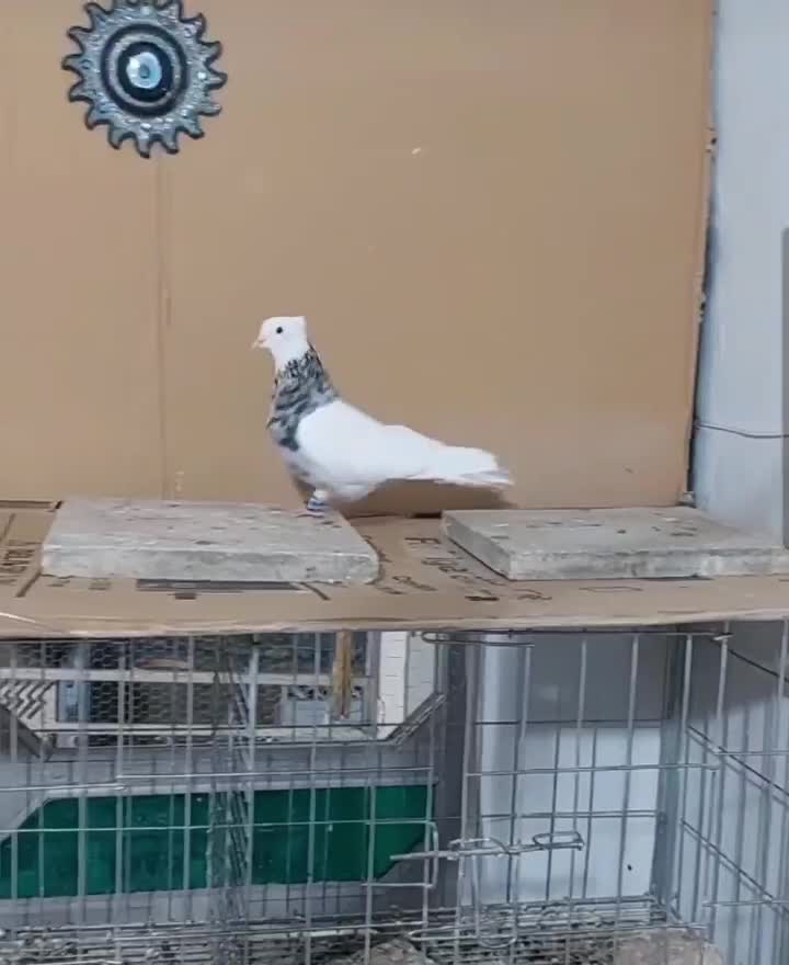 طوقی|پرنده|آبادان, |دیوار