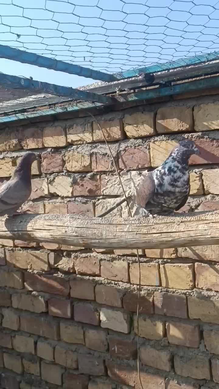 کفتر|پرنده|کاشان, کوچه باسکول|دیوار