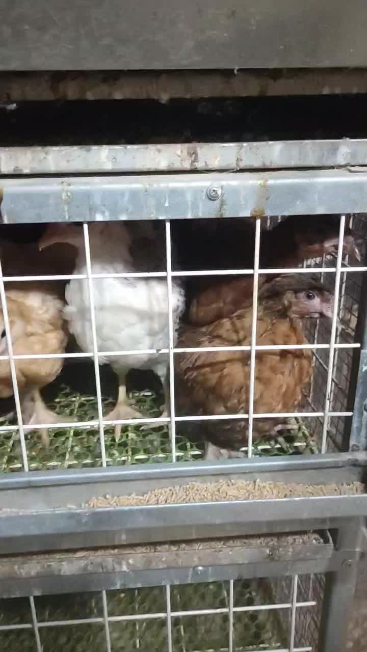 نمیچه مرغ و خروس سانپارس|حیوانات مزرعه|رشت, حومه رشت|دیوار