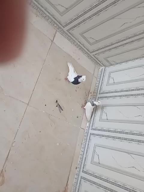 طوقی|پرنده|باوی, |دیوار