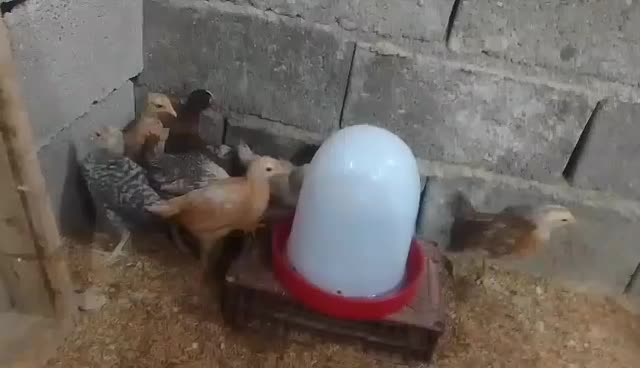 جوجه یک ماهه|حیوانات مزرعه|بهبهان, |دیوار