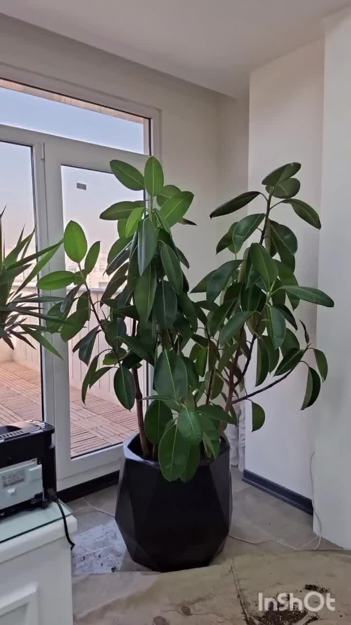 تعویض خاک گلدان در محل تضمینی مدیریت خانم اکبری|خدمات باغبانی و درختکاری|تهران, زعفرانیه|دیوار