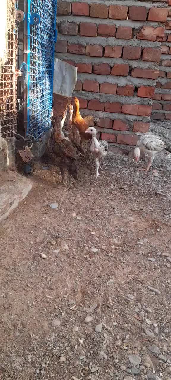 خروس|حیوانات مزرعه|خاش, |دیوار