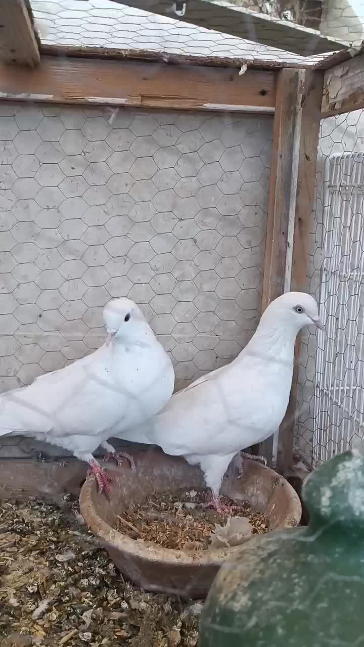 کبوتر عتیقه|پرنده|ایرانشهر, |دیوار