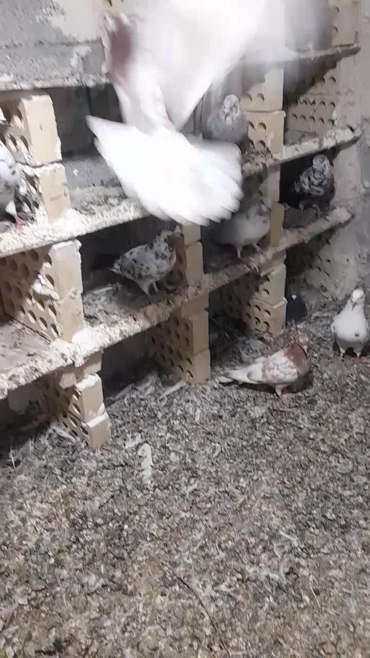 کفتر|پرنده|اردبیل, |دیوار