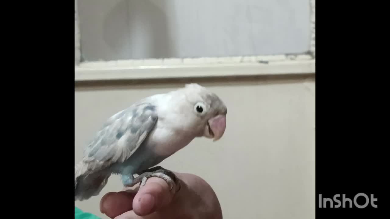 تعدادی جوجه کوتوله برزیلی فول دستی|پرنده|مشهد, وحید|دیوار