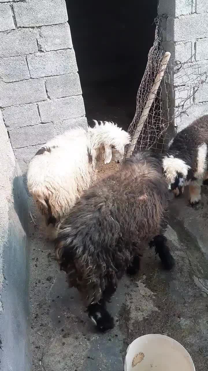 ۷عدد بره نر|حیوانات مزرعه|آغاجاری, |دیوار