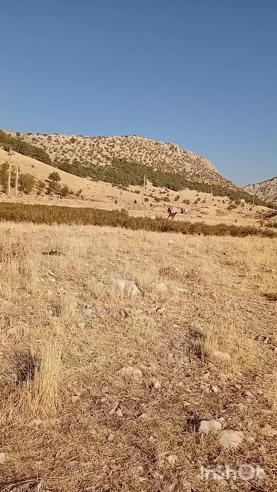 مادیان|اسب و تجهیزات اسب‌سواری|سپیدار, |دیوار