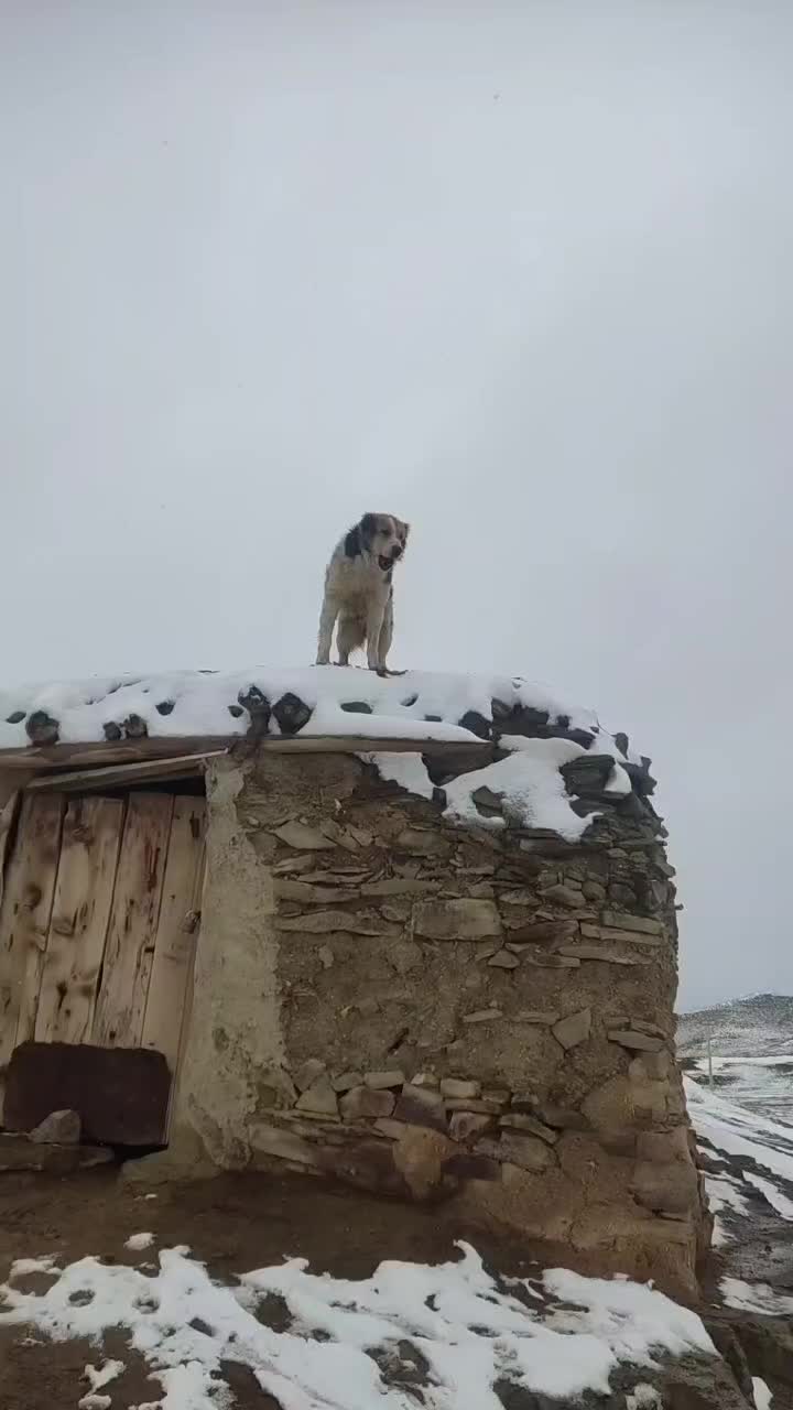 سگ گله|سگ|راز وجرگلان, |دیوار