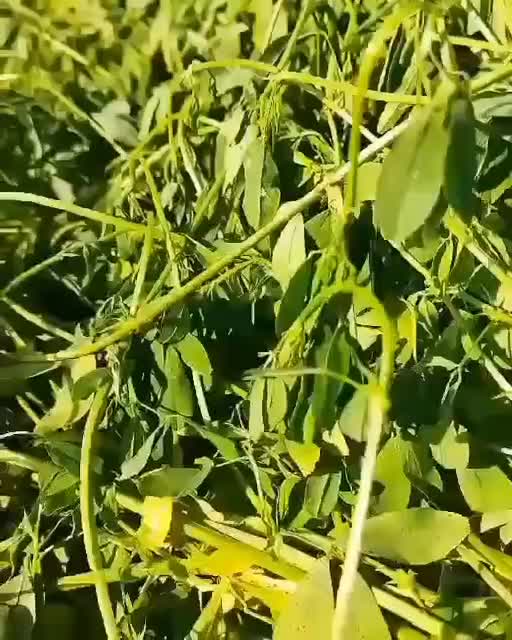 کود کامل پلت کروا ۲۵ کیلوگرمی مخصوص افزایش رشد|خدمات باغبانی و درختکاری|برخوار, |دیوار