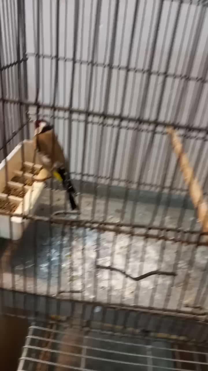 دوعدد سره رسمی|پرنده|تهران, مسعودیه|دیوار