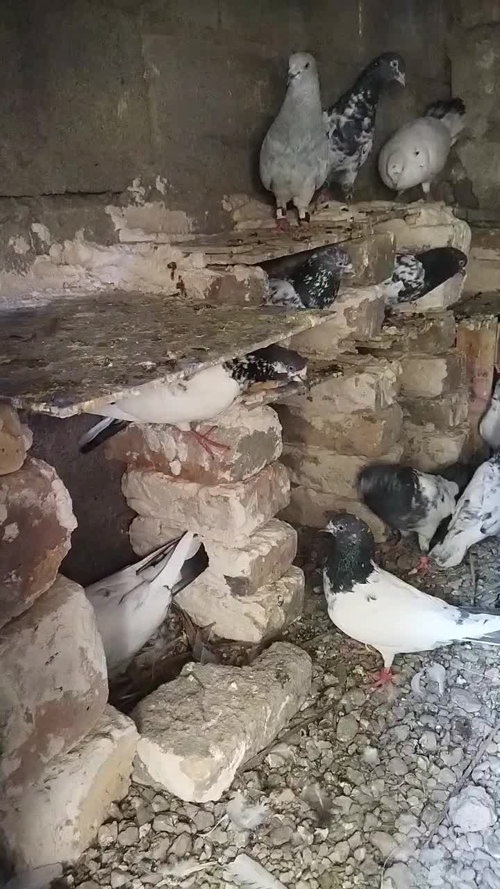 کفتر|پرنده|ایرانشهر, |دیوار