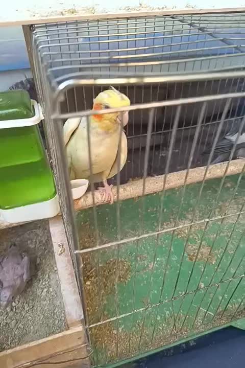 فروش عروس هلندی|پرنده|امیدیه, |دیوار