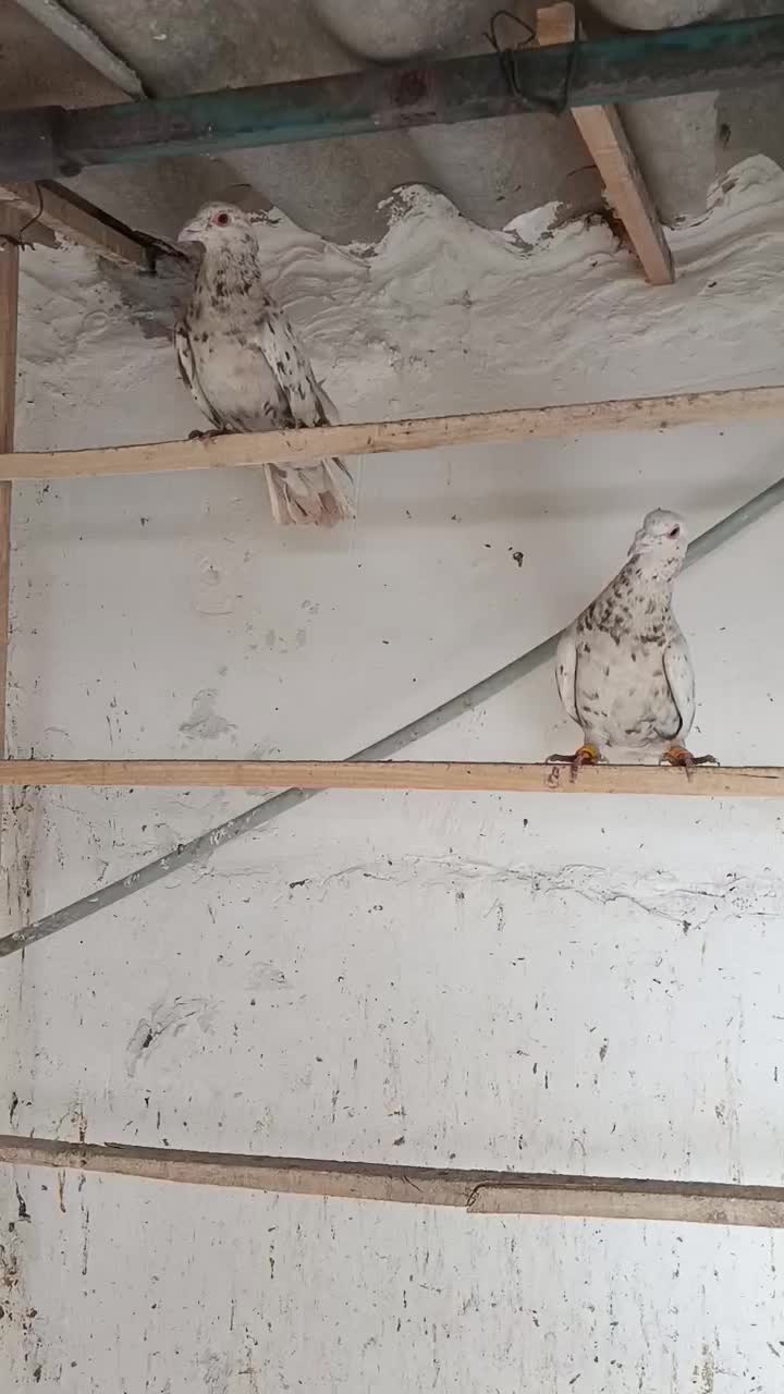 فروشی|پرنده|تهران, فرودگاه مهرآباد|دیوار