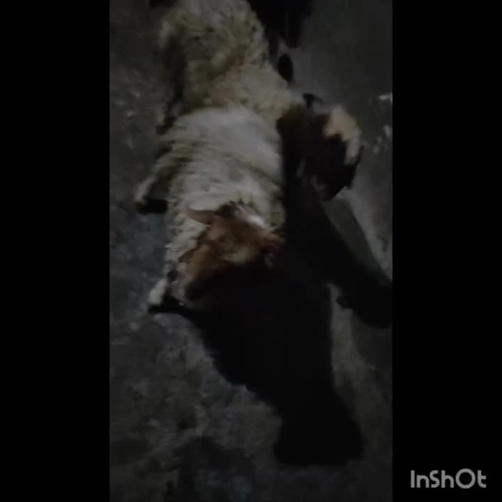 بره نر|حیوانات مزرعه|ایوان, |دیوار