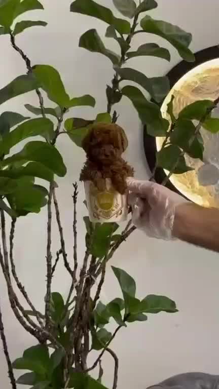 سگ توله پودل تاینی پودل دارک رد ۸۰ روز|سگ|تهران, ایوانک|دیوار