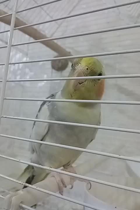 عروس هلندی|پرنده|فردیس, شهرک شهید حسینی|دیوار