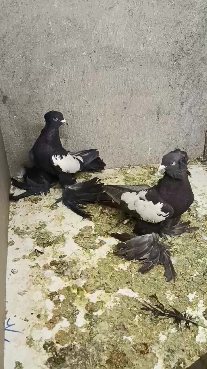 کبوتر|پرنده|تبریز, |دیوار