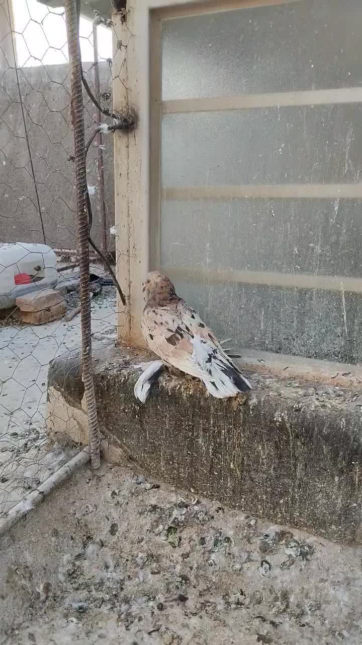 مسواک|پرنده|اردکان, |دیوار