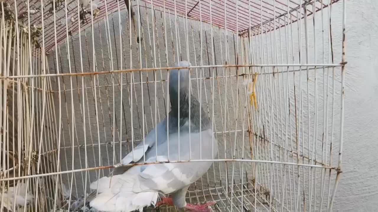 کبوتر الماسی خط سفید نر|پرنده|فراشبند, |دیوار