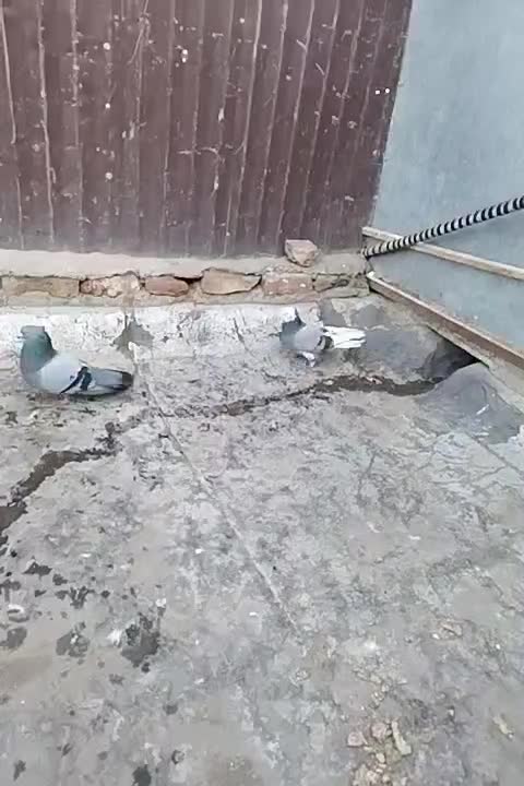 پرنده|پرنده|اردبیل, |دیوار