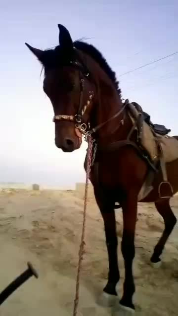 مادیان عرب ( فروش /معاوضه )|اسب و تجهیزات اسبسواری|یزد, |دیوار