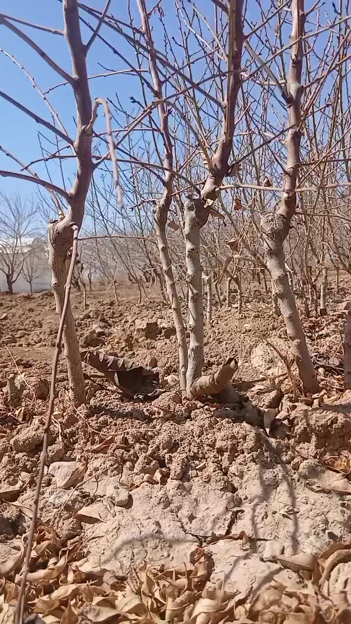 نهال بادام مامایی|خدمات باغبانی و درختکاری|شهرکرد, |دیوار