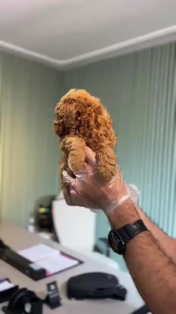 toy poodle Red|سگ|تهران, پونک|دیوار