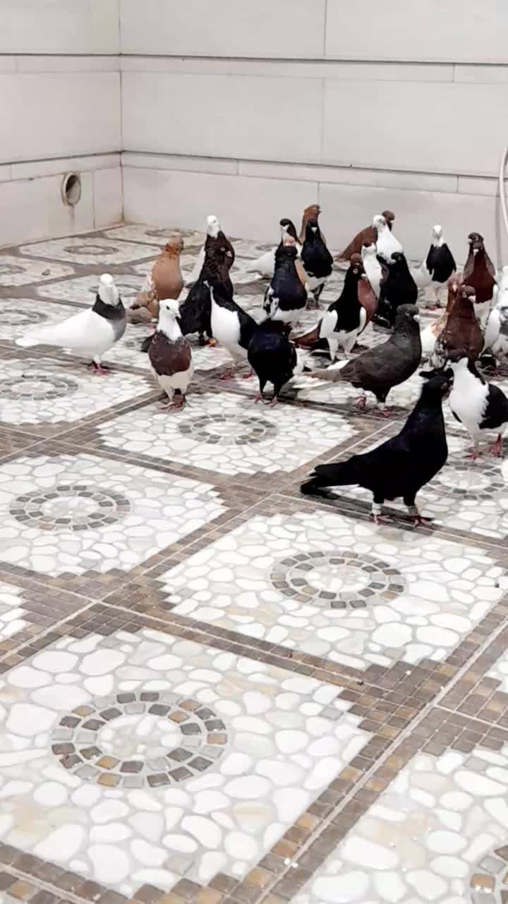 کبوتر.دم سفید.چپ|پرنده|اهواز, اهواز|دیوار