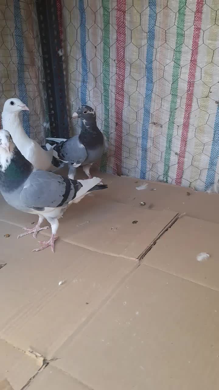 کبوترجوان|پرنده|محمدیه-قزوین, |دیوار