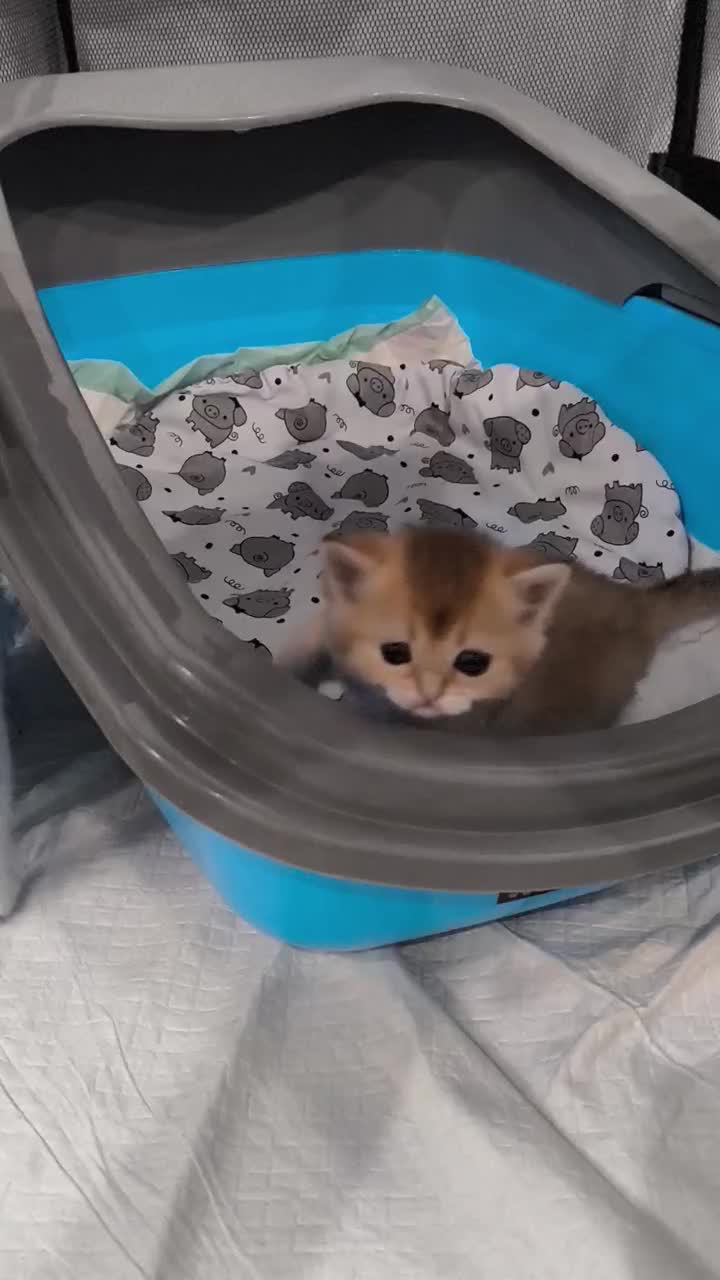 واگذاری گربه|گربه|تهران, آهنگران (سراسیاب دولاب)|دیوار