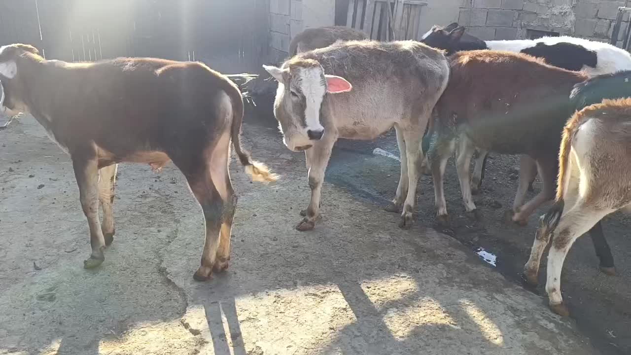 گوساله ماده|حیوانات مزرعه|بیلوار, |دیوار