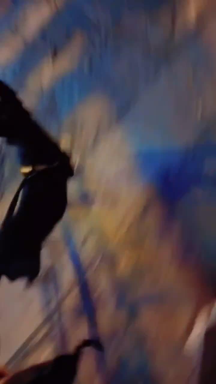 گم شده|سگ|سبزوار, ابارش|دیوار