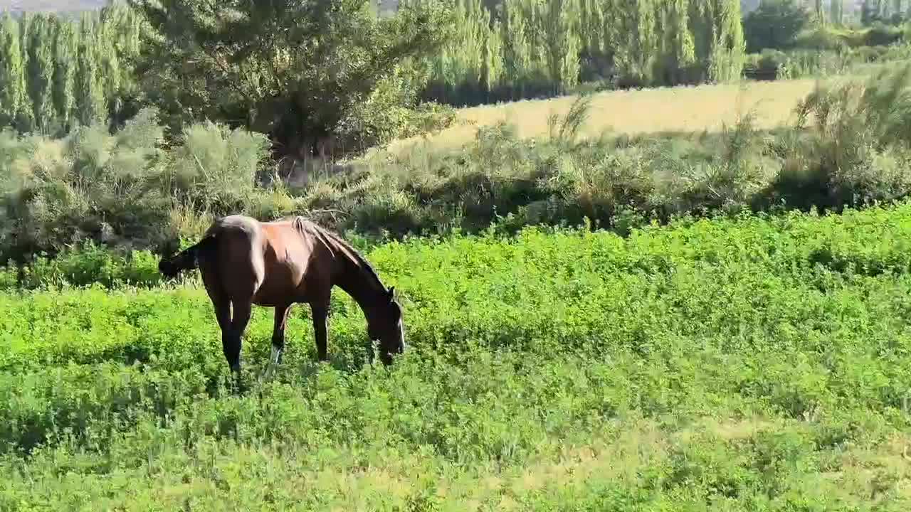 اسب نریان|اسب و تجهیزات اسب‌سواری|گلباف, |دیوار
