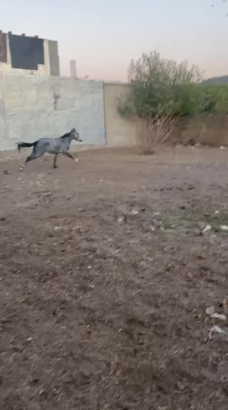 اسب اصیل نریون|اسب و تجهیزات اسبسواری|مینودشت, |دیوار