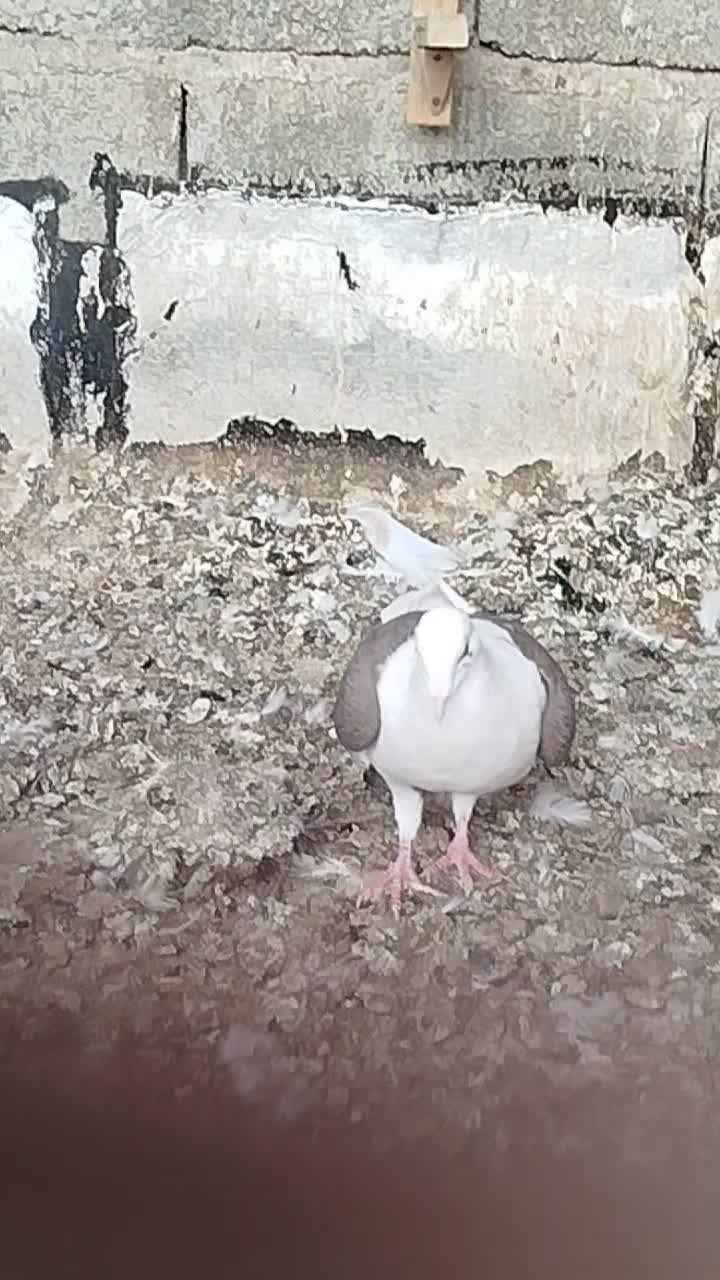 کبوتر|پرنده|برازجان, |دیوار