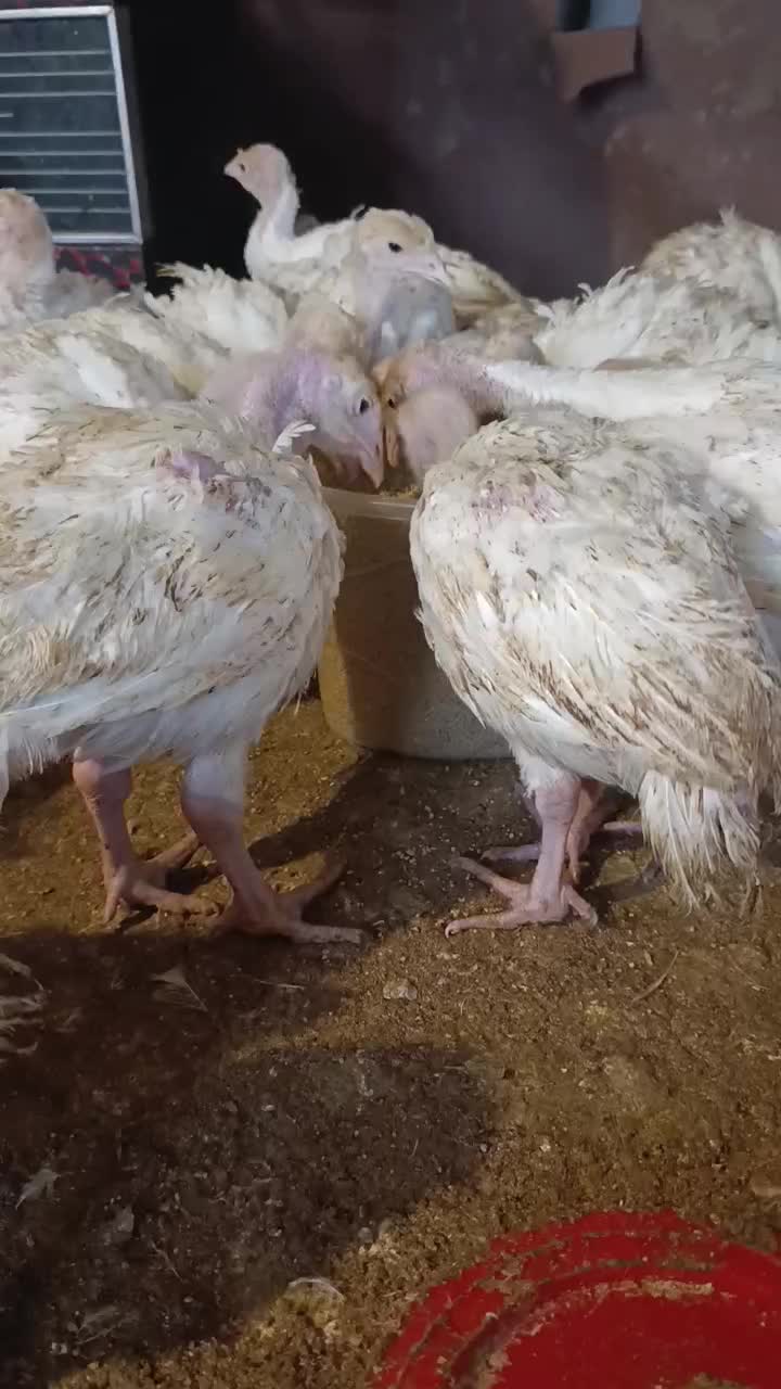 بوقلمون یک ماهه|حیوانات مزرعه|بیرجند, |دیوار