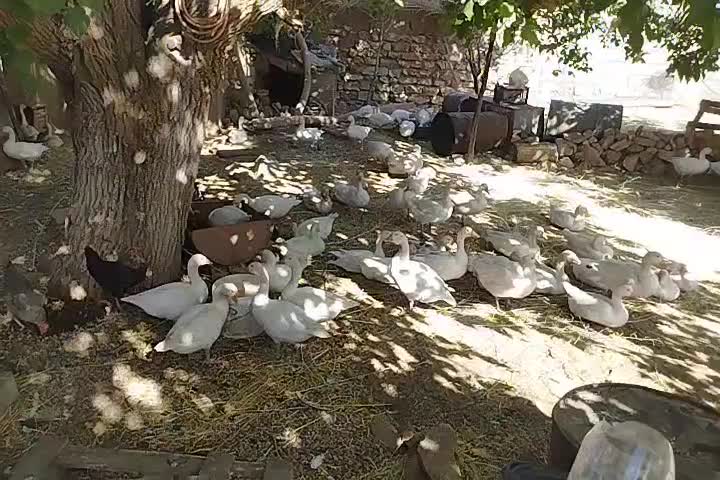 غاز همگی سرحال و اورگانیک|حیوانات مزرعه|روانسر, |دیوار