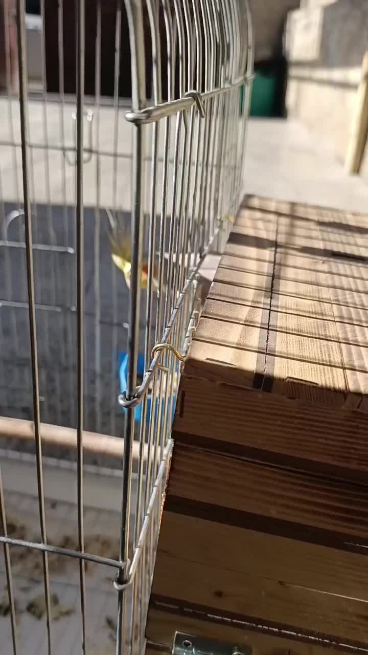 عروس هلندی مولد رو تخم|پرنده|کازرون, |دیوار